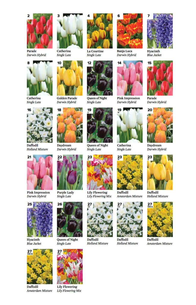 Tulip Guide with Map Guilford Association